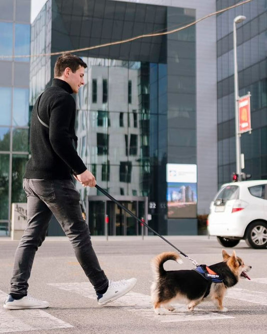 Guida definitiva alla perfetta uscita con il cane: Prodotti essenziali per un'esperienza senza stress