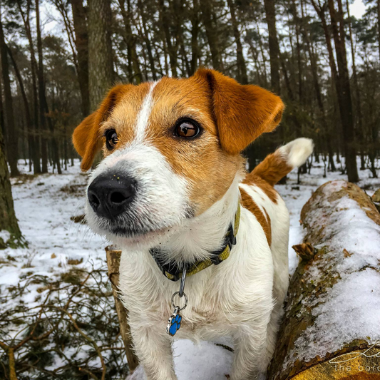 Medagliette Identificative per Cani e Gatti: Un Piccolo Accessorio con Grandi Benefici