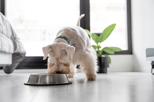 Perché è importante variare le proteine nell’alimentazione del cane
