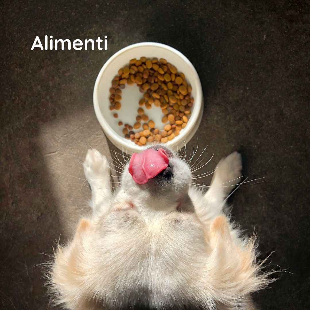 Alimenti per cani e gatti