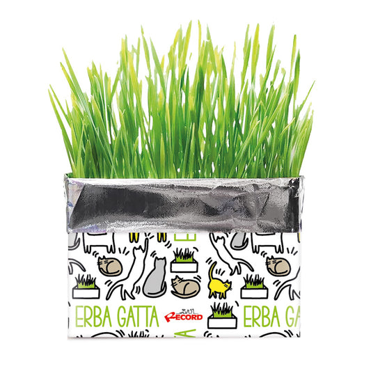 Erba gatta Katty Record