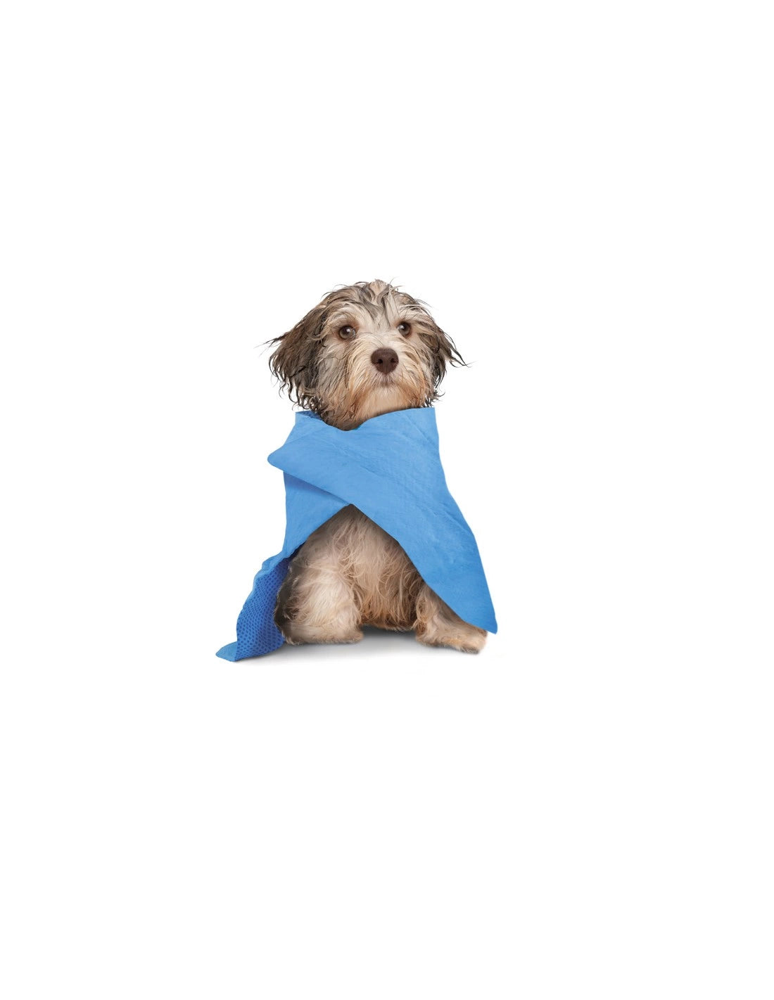 Panno multiuso per cane e gatto super assorbente Dry Dog - petsandthecity-9478panno assorbente