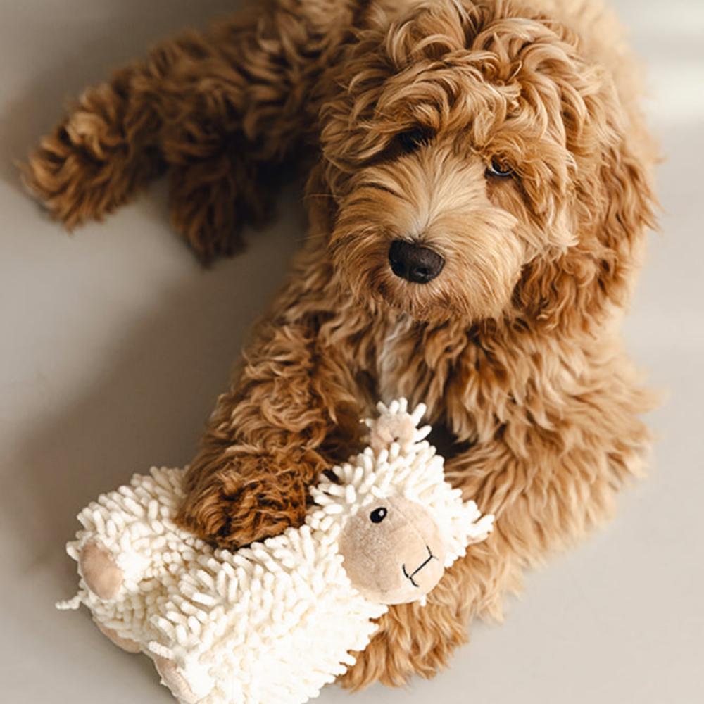 Gioco per cani eco friendly Beeztees