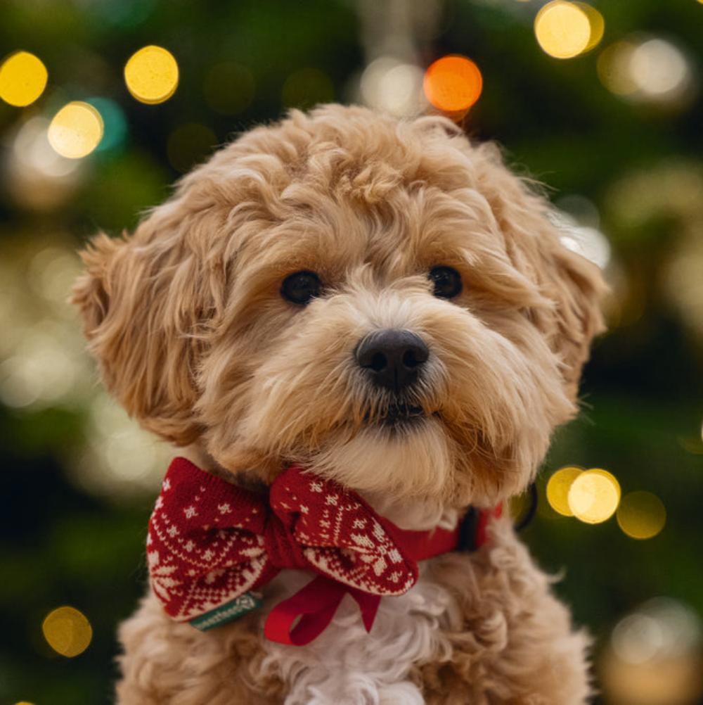 Papillon natalizio per cani - Christmas Bow Tie Beeztees