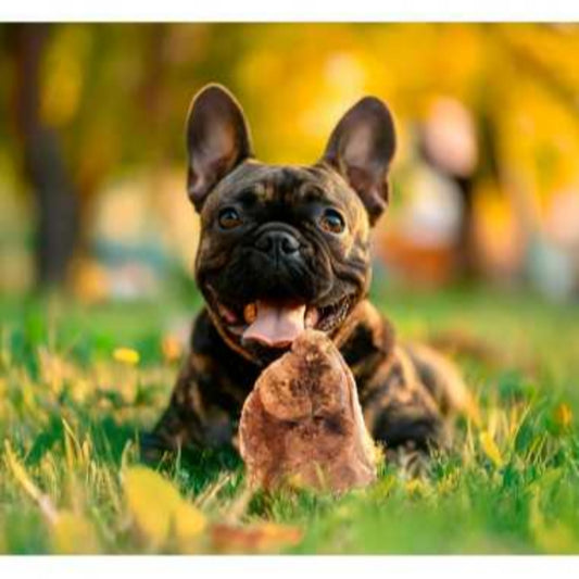 Radice di erica da masticare per cani