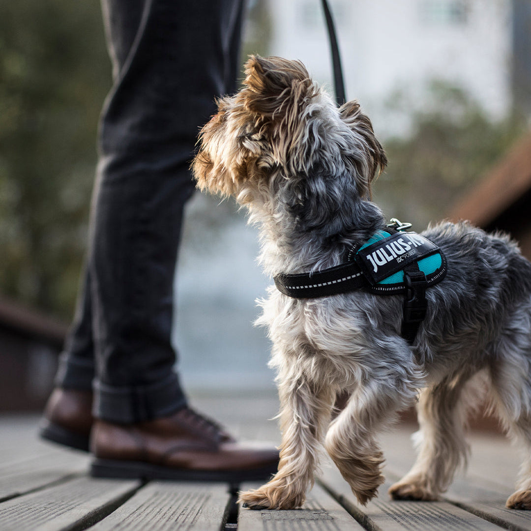 Pettorina per cani Julius-K9 IDC Powerharness® Light blue
