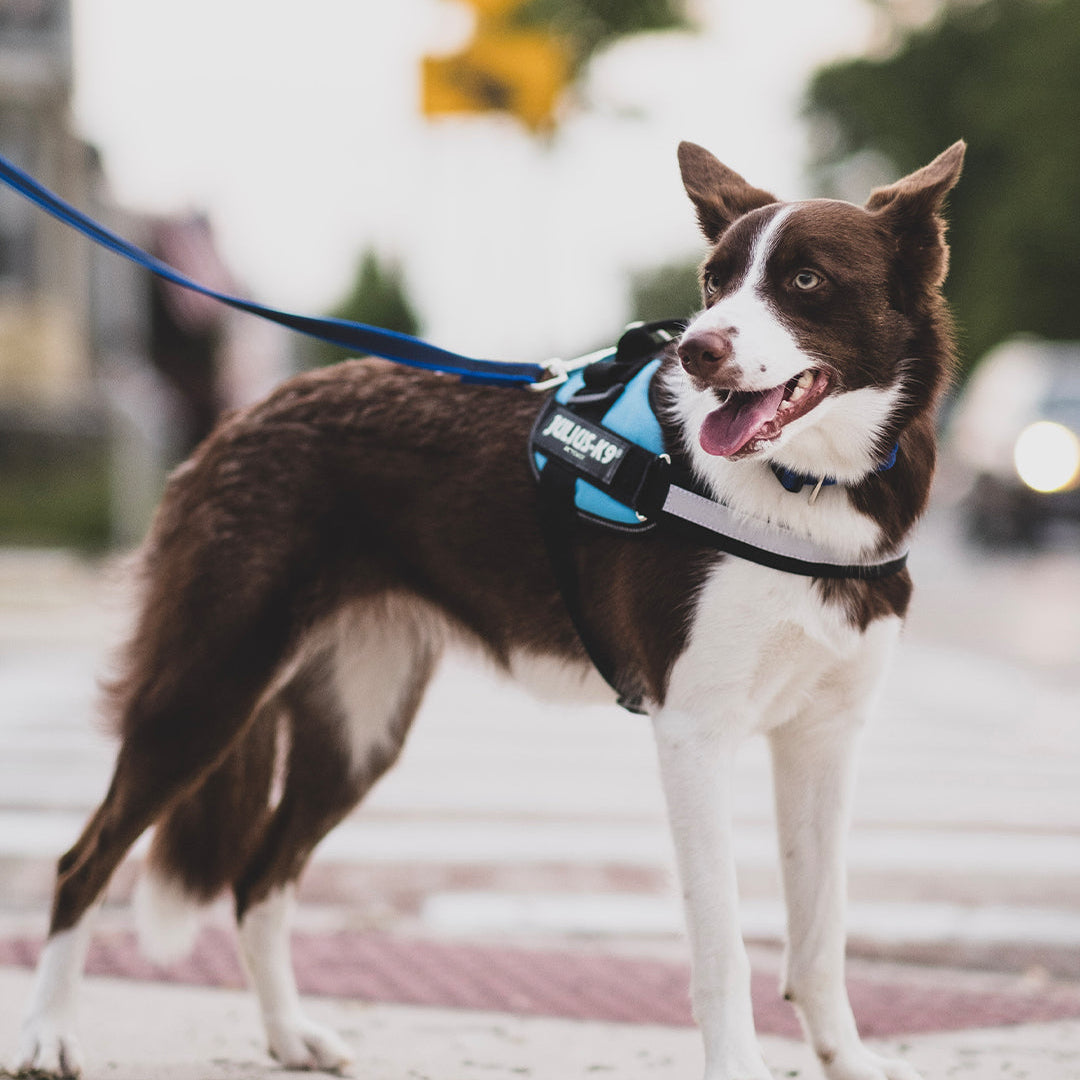 Pettorina per cani Julius-K9 IDC Powerharness® Light blue