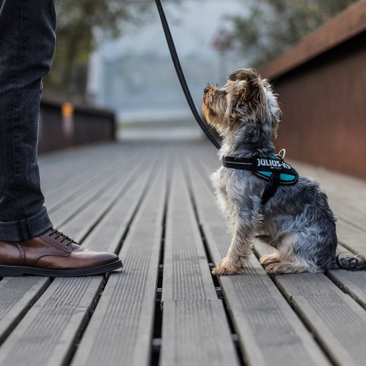Pettorina per cani Julius-K9 IDC Powerharness® Light blue