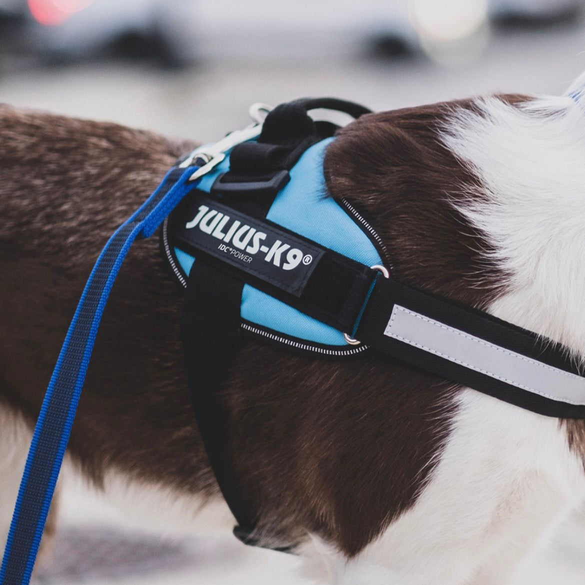Pettorina per cani Julius-K9 IDC Powerharness® Light blue