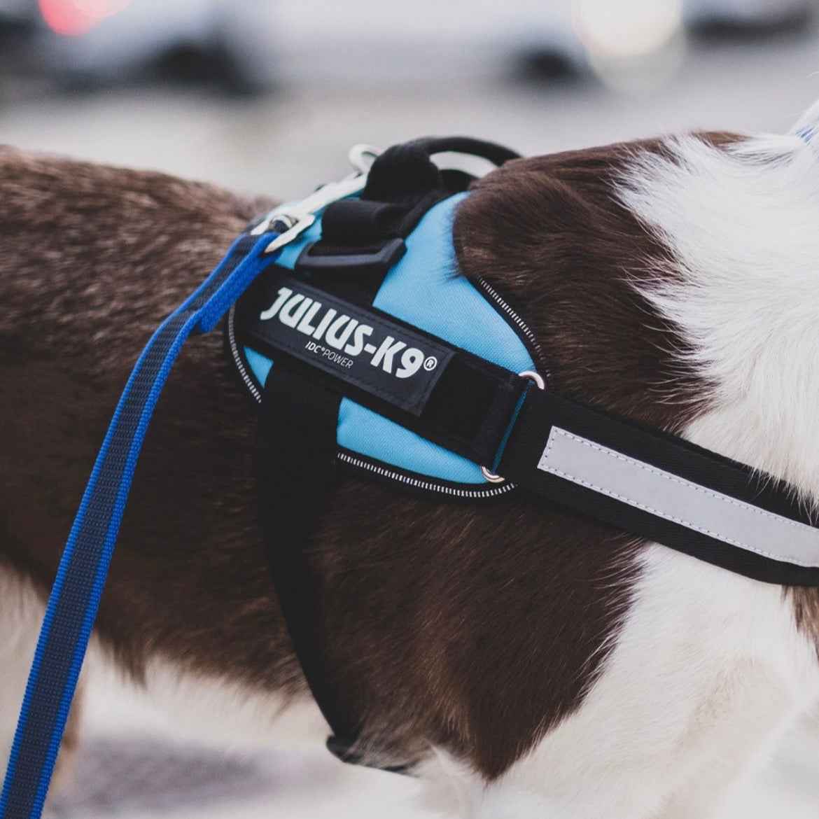 Pettorina per cani Julius-K9 IDC Powerharness® Light blue