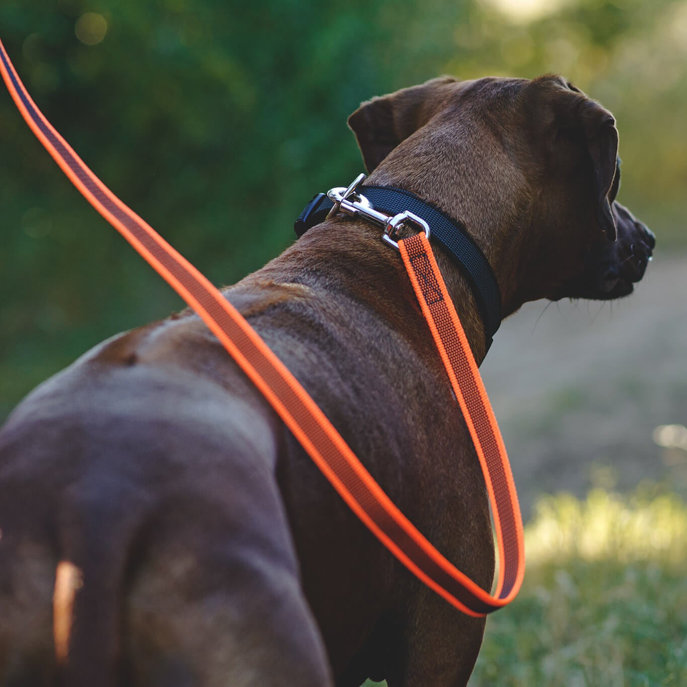 Guinzaglio per cani Color & Gray Julius-K9