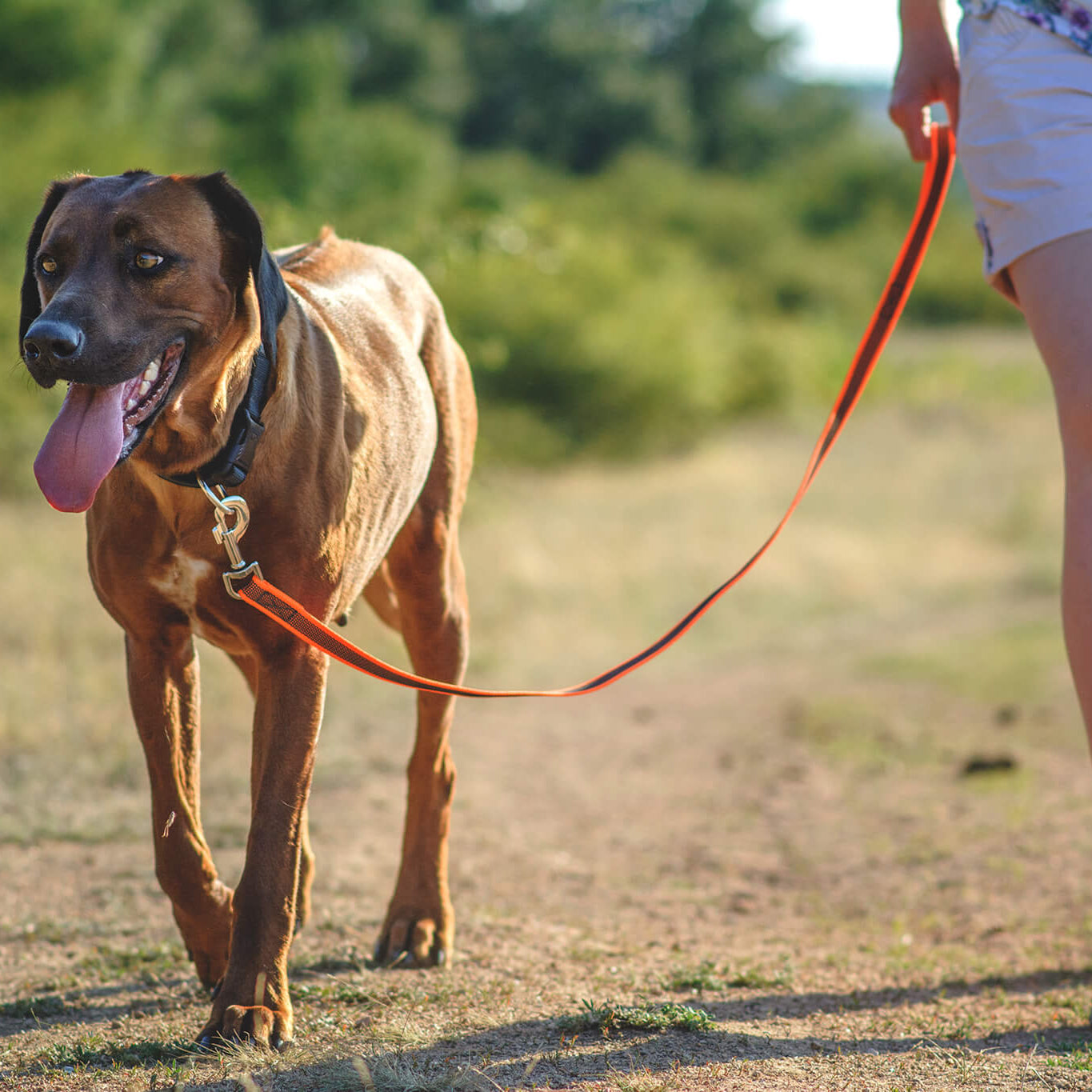Guinzaglio per cani Color & Gray Julius-K9