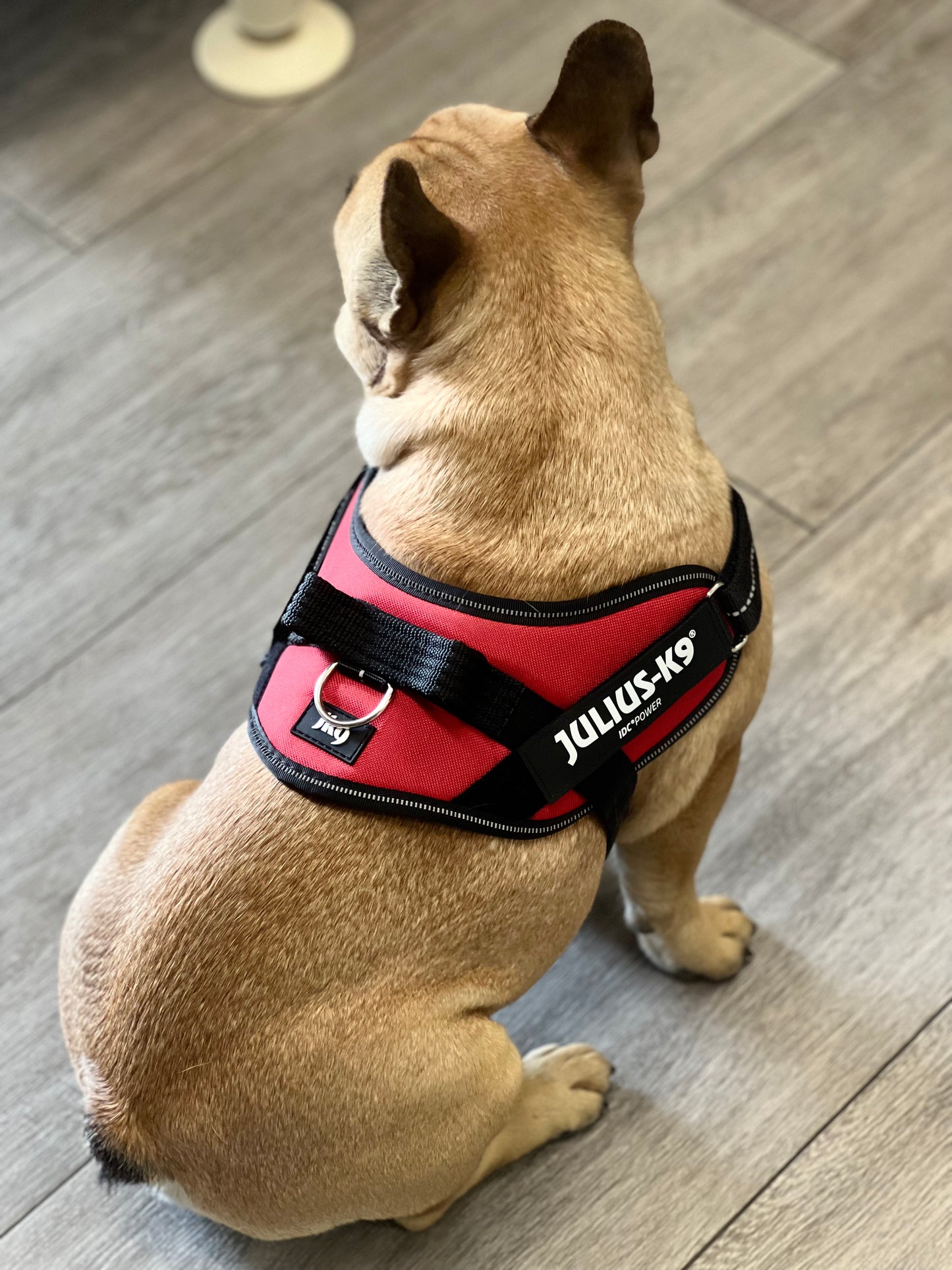 Pettorina per cani Julius-K9 IDC Powerharness® Rosso