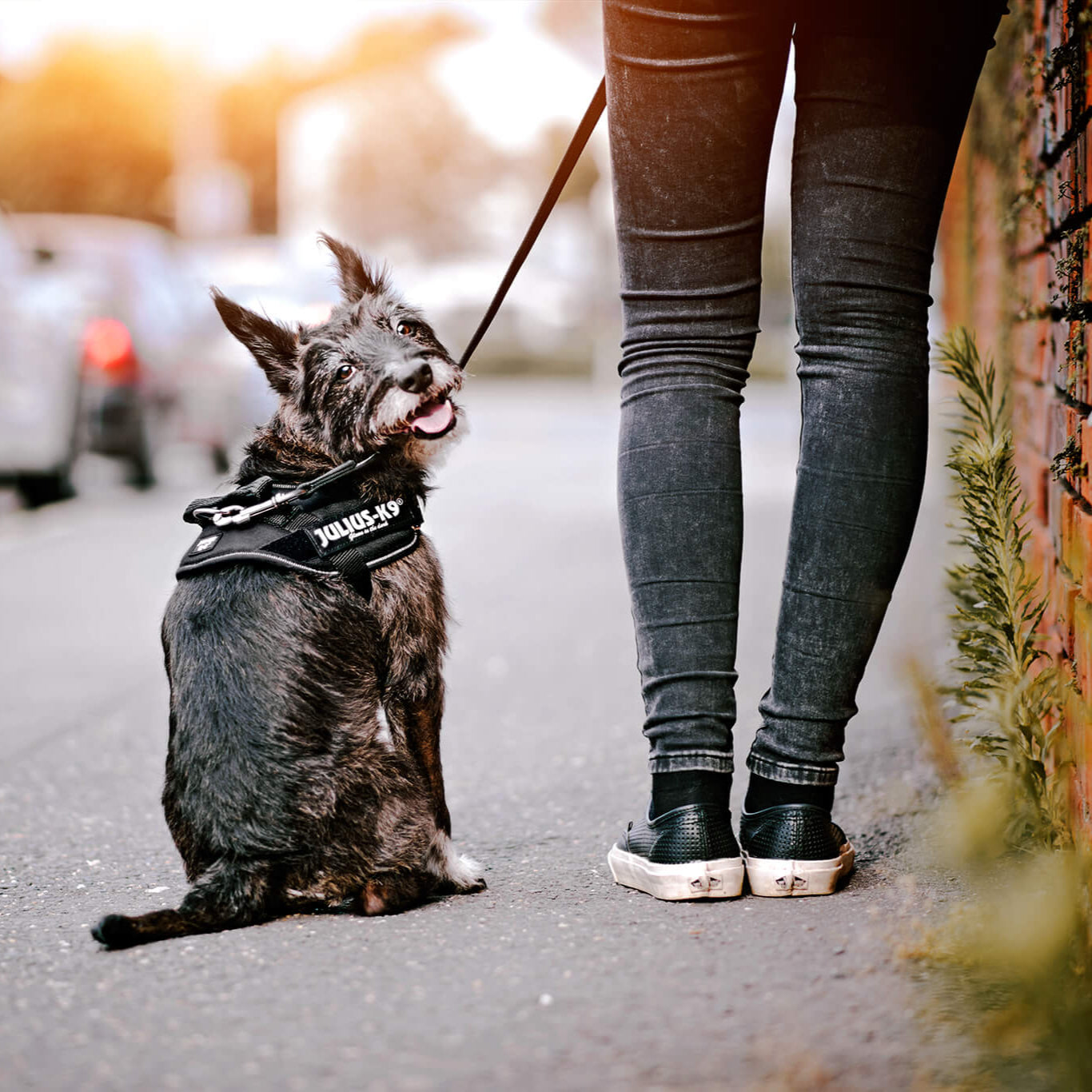 Pettorina per cani Julius-K9 IDC Powerharness® Black
