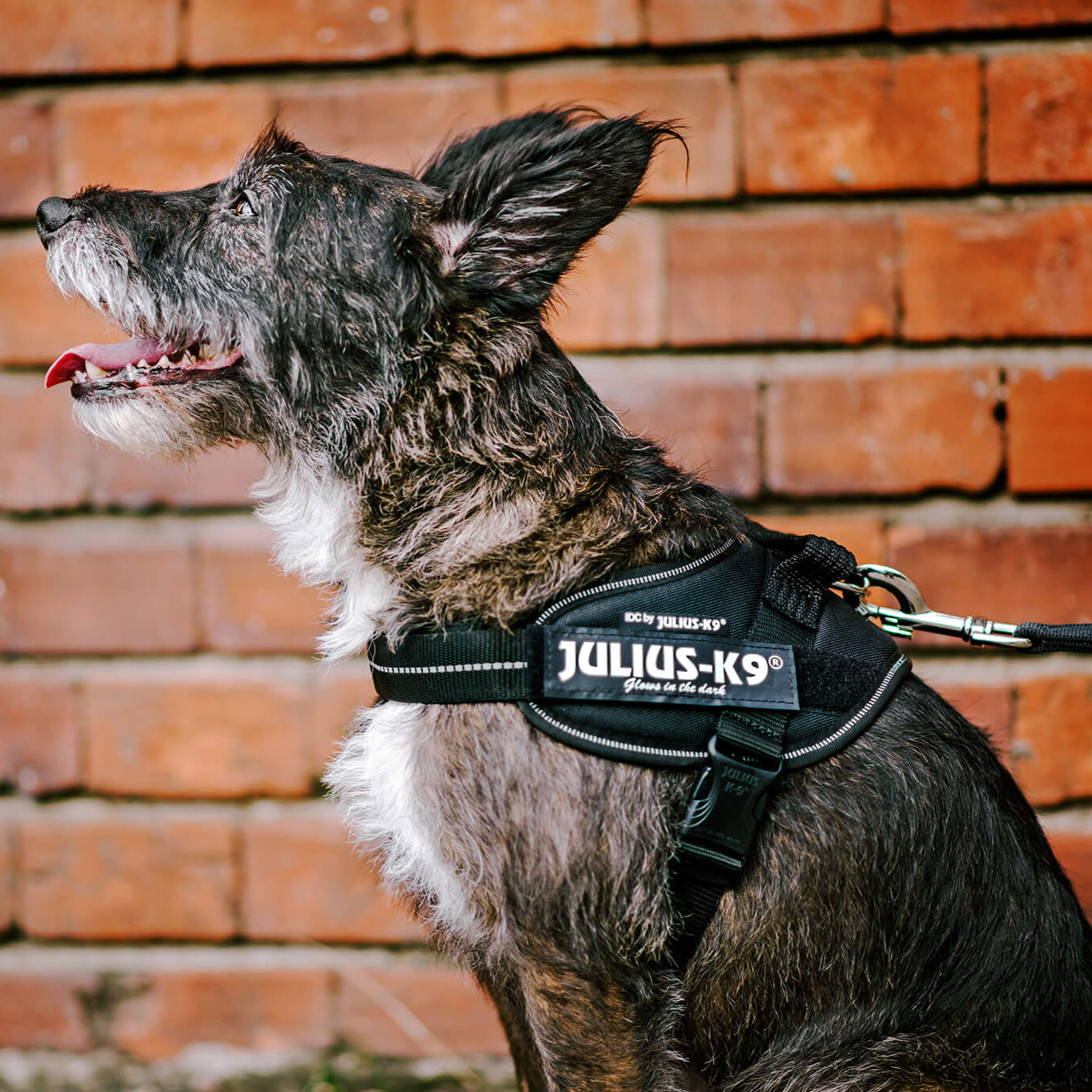 Pettorina per cani Julius-K9 IDC Powerharness® Black