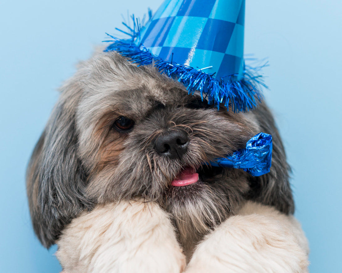Proteggere il tuo cane la notte di Capodanno: consigli utili per un ultimo dell’anno sereno