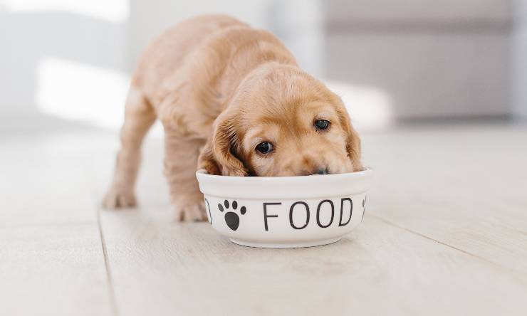 Crocchette vs. Alimentazione Casalinga per Cani: Qual è la Migliore Opzione?