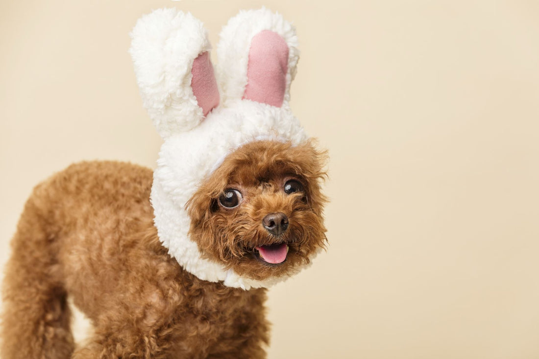 Cibi pericolosi per i cani a Pasqua: cosa evitare e quali alternative scegliere