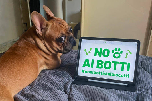 No ai botti, sì ai biscotti! Affrontiamo serenamente l'ultimo dell'anno con i nostri pet!