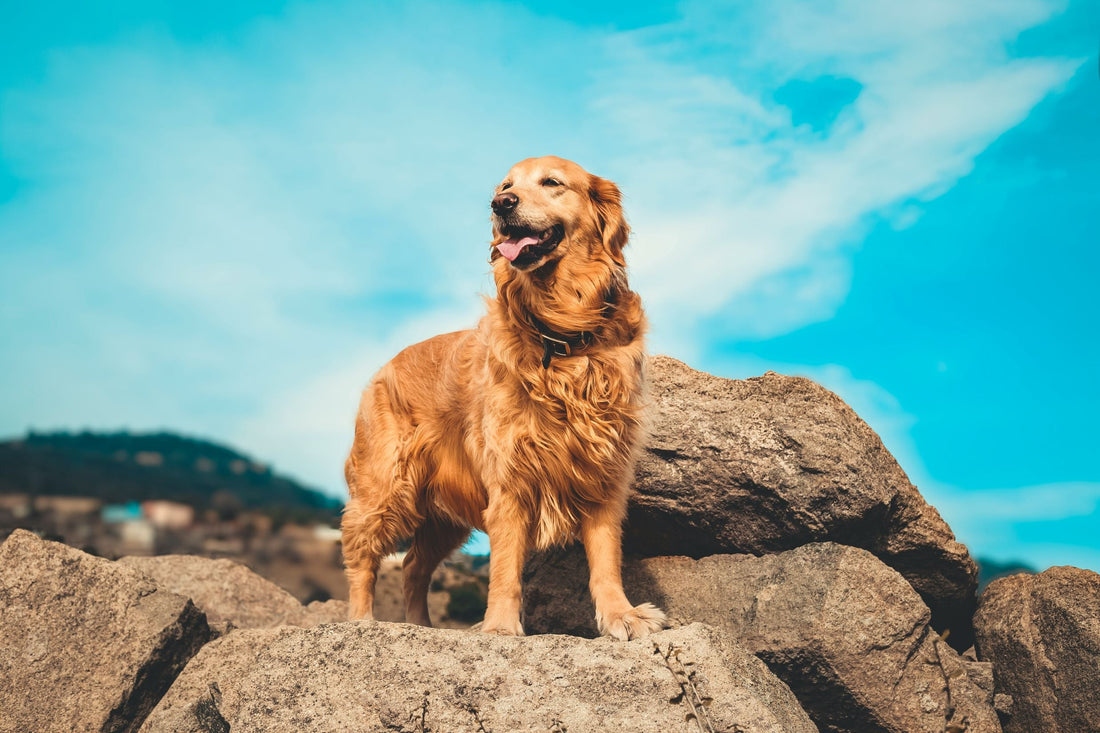 Festeggia il Golden Retriever Day: Amore, Gioia e Zampa!