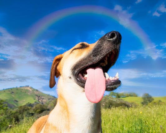 Buoni propositi di marzo: come preparare il tuo cane alla primavera