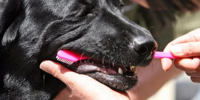 Un Sorriso Sano per il Tuo Fido: I 7 Segreti dell'Igiene Orale Canina