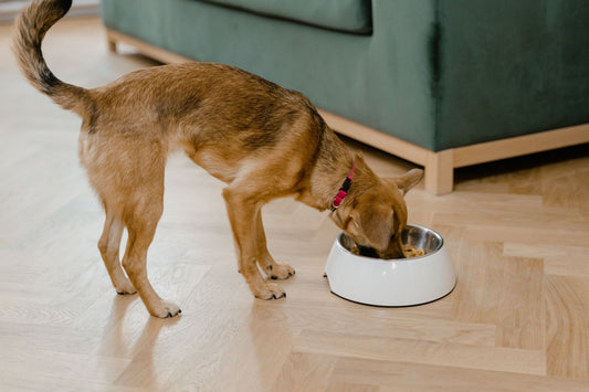 Sai come leggere l'etichetta di quello che mangia il tuo cane? Ecco una guida