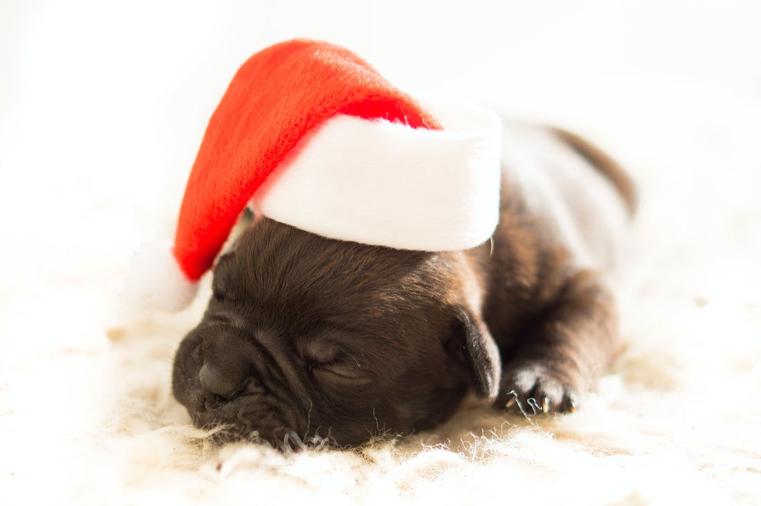 Perché adottare un cucciolo a Natale potrebbe non essere la scelta migliore