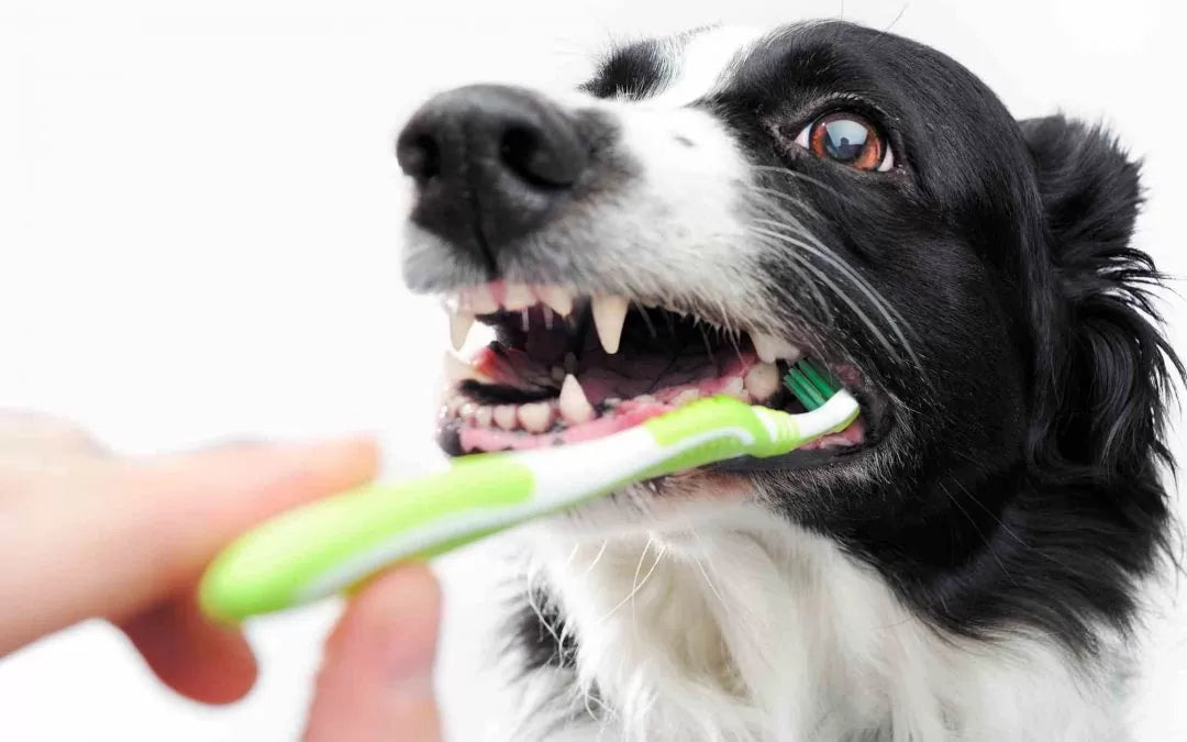 I 6 benefici di una buona igiene orale nel cane