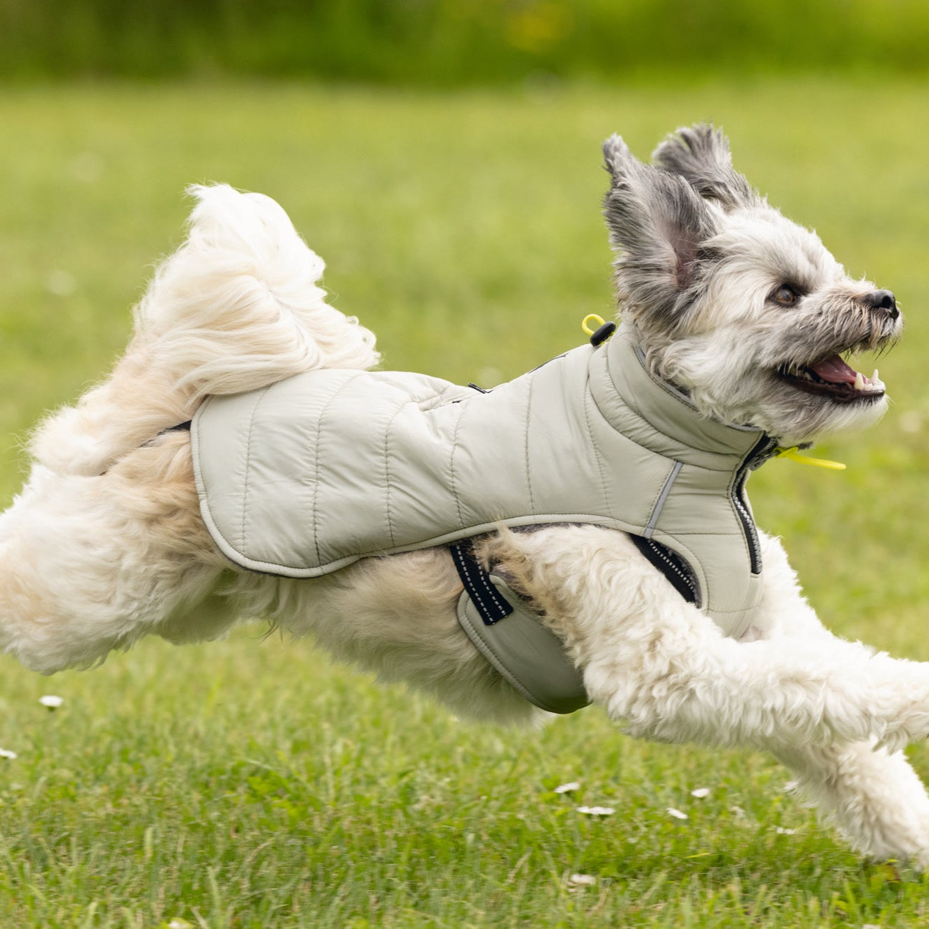 Giubbotto per cani Bobby