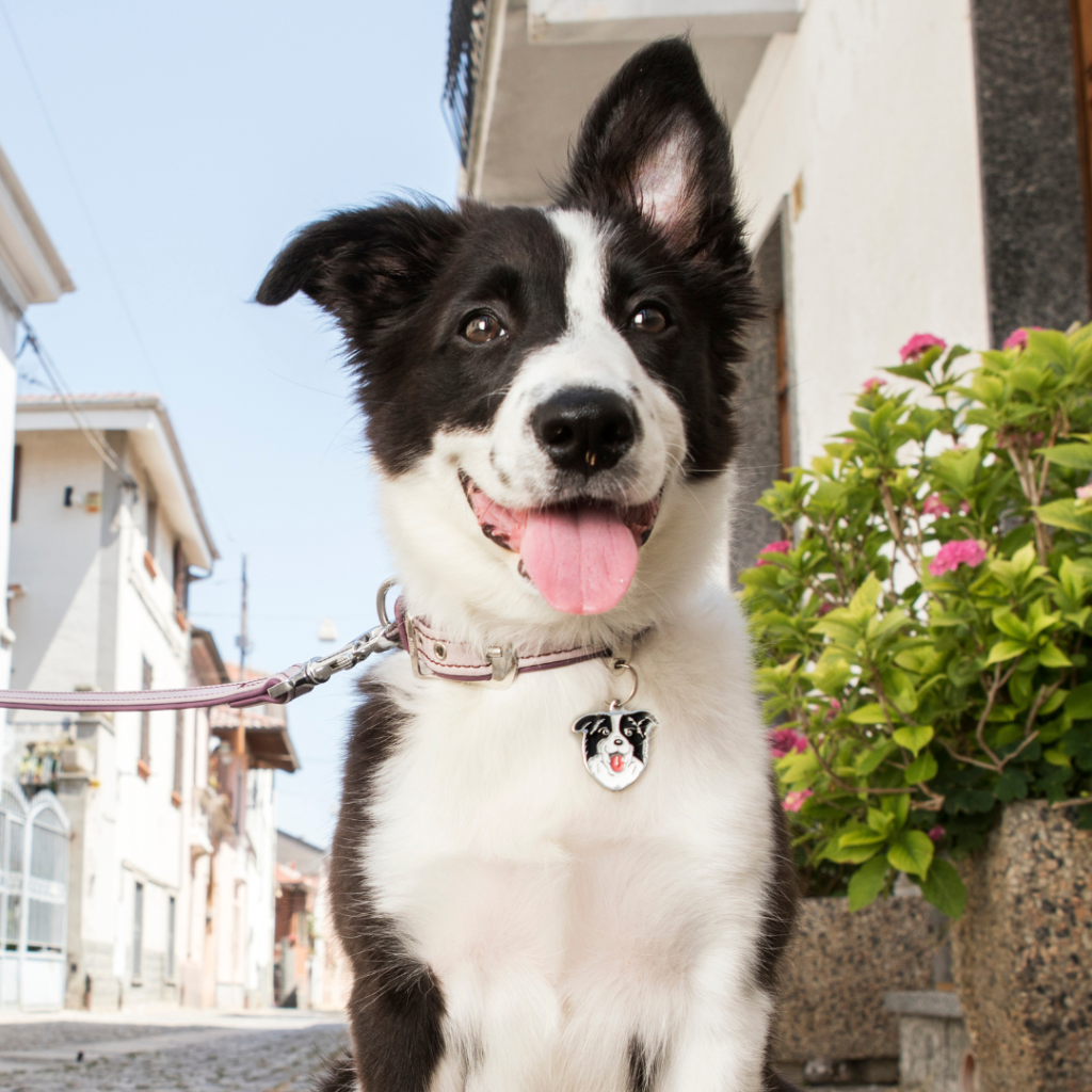 Medaglietta per cani Friends Border Collie - petsandthecity-9478medagliette